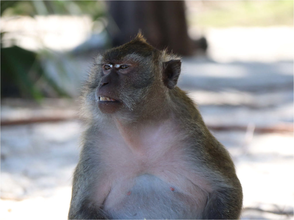 koh-poda-singe-1